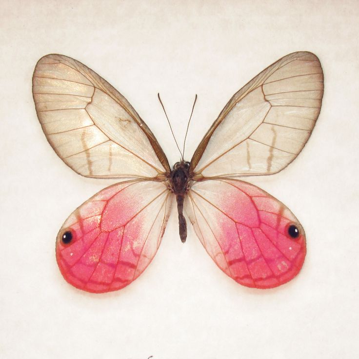 butterfly sweetheart studs (blushing phantom)