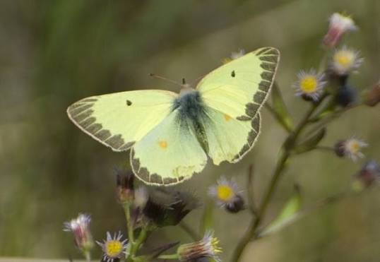 butterfly sweetheart studs (labrador sulfur)